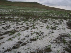 Yozgat’ta Dolu Ekili Alanlara Zarar Verdi