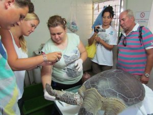 Caretta Caretta Ölü Bulundu