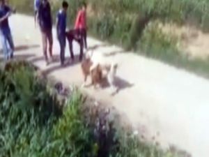 Denizli’de Köpek Dövüştürenlere 15 Bin Lira Ceza