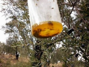 Aydın’da Zeytin Zararlılarıyla Mücadele Masaya Yatırıldı