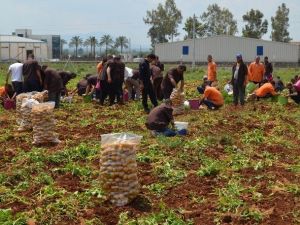 Hükümlüler 60 Ton Patates Üretti