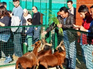 Giresun’da Hayvanat Bahçesi Yoğun İlgi Görüyor