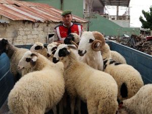 Koyun Hırsızları Tutuklandı