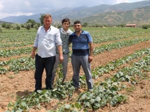 Soğuk Hava Salatalıkta Verimi Düşürdü, Üreticiyi Üzdü