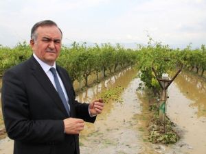 Erkan Akçay: "Üzüm Üreticilerinin Hali Perişan"