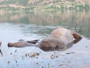 Baraj, Yaban Hayatını Da Etkilemeye Başladı