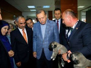 Cumhurbaşkanı Erdoğan’a Yavru Kangal Köpeği Hediye Edildi