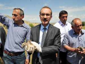 Uşak’ta Kınalı Keklikler Doğaya Bırakıldı