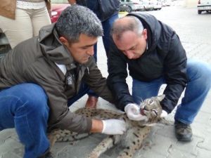 Koruma Altındaki Avrasya Vaşağı Ölü Bulundu