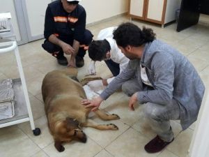 Sokak Köpeği Fenomen Oldu