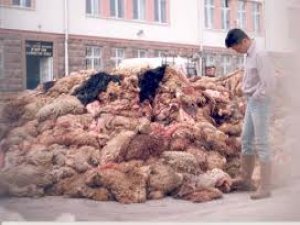 Her Kurum Kurban Derisi Toplayabilecek