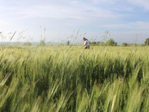 Beyşehir’de Yağışlar Üreticinin Yüzünü Güldürdü