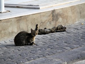 Anne Kedi'nin Şefkati