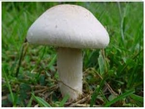 Mantar Kanser Riskini Azaltıyor