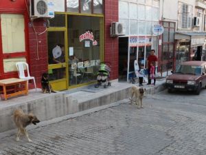 Mut’ta Başıboş Sokak Köpekleri Toplanıyor