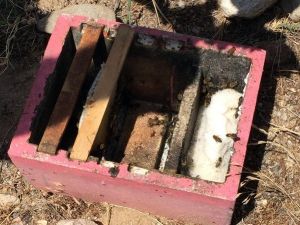 Aydın’da Ana Arı Üretimi Yapan İşletmeler Kontrolden Geçti
