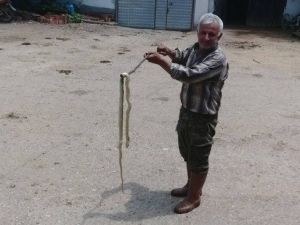 Biga’da Dama Giren Yılan Korkuttu