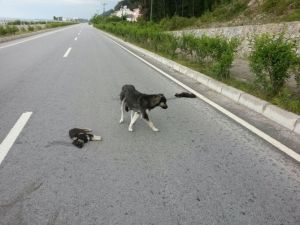 Anne Köpek Ölen Yavrularının Başından Saatlerce Ayrılmadı