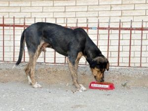 Keçiören Belediyesi’nden Sokak Hayvanları İçin Parklara Su Ve Mama Kabı