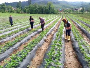 Ordu’da Çilek Üretimi Ayağa Kalktı