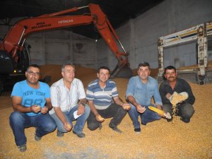Pamuktan Zarar Eden Çiftçi Mısıra Yöneldi