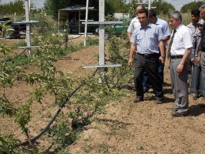 Meyvecilik Projeleri Meyvelerini Vermeye Başladı