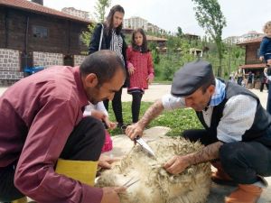 Altınköy’ün Koyunları Kırkıldı