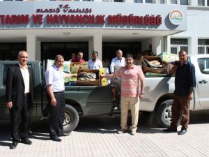 Elazığ’da 1,5 Ton Kaçak Balık Yakalandı