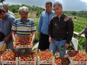 Silifke’de Yaylalarda Domatese Alternatif Çilek Ekildi