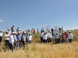 İlk Kez Denenen Sertifikalı Arpa Tohumunun Rekoltesi Yüksek Çıktı