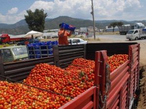 Domatesin Kasası 2 TL’ye Düştü