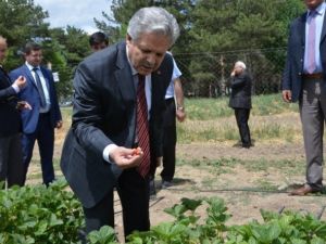 Doktor Arılar Projesi Meyvesini Verdi