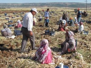 Araban Ovası’ndaki Sarımsak Üretimi 5 Bin Tarım İşçisine İş İmkanı Sağlıyor