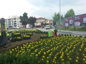 Düzce Kavşaklarına Rengarenk Çiçekler Dikiliyor