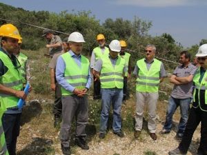 Ormancılar Yabani Zeytinleri Aşılıyor