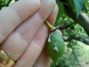 Tarım Danışmanları Limon İçin Sahada