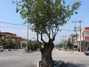 Asırlık Dut Ağacı İçin Yol İkiye Bölündü