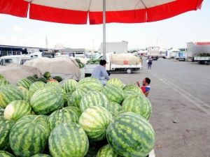 10 Kuruşluk Antalya Karpuzu Elde Kaldı