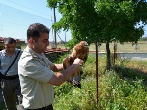 Yavru Şahine Jandarma Sahip Çıktı