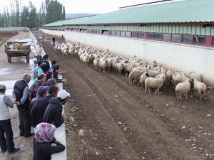 Yıldızeli’nde Çiftçilere Hayvan Dağıtıldı