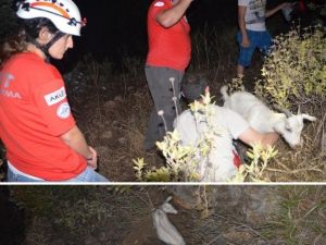 Muğla’da Kayalıkta Mahsur Kalan Keçiyi AKUT Kurtardı