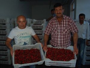 Lapseki Kirazı Almanya’ya İhraç Oluyor