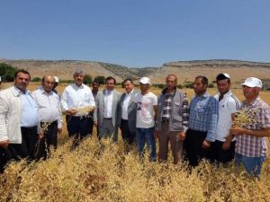 Gaziantep Nohut Üretiminde Türkiye’nin Merkezi Oluyor