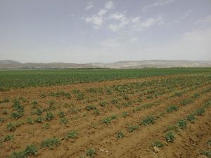 Tohumluk Patates Üretimi Çalışmaları Yerinde İncelendi