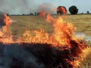 Adana’da Korkutan Anız Yangını