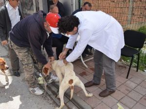 Belediyeden Köpeklere Ücretsiz Kuduz Aşısı Ve Sağlık Kontrolü