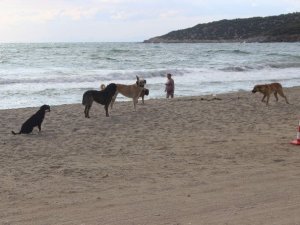 Havalar Serin Gidince Sahiller Köpeklere Kaldı