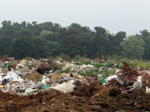 Ordu’da Çevre Kirliliğine Ağır Ceza