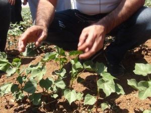 Ziraat Mühendislerine Uygulamalı Pamuk Entegre Mücadele Eğitimi Verildi