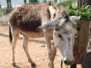 Yaşlı Eşeğini Ölüme Terk Etti